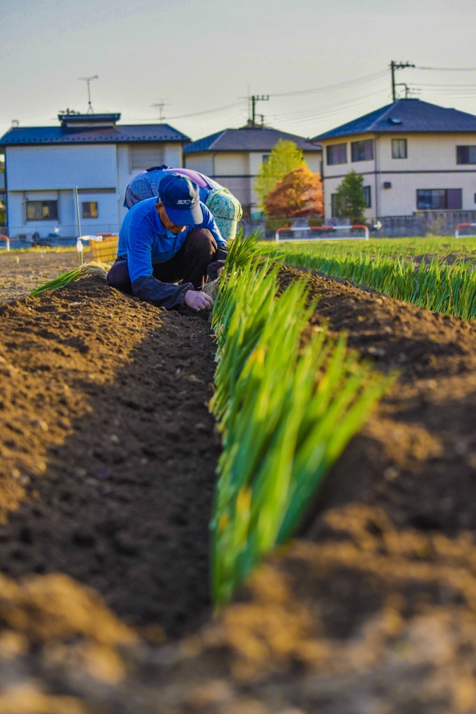 ネギを植えるおじいちゃんとそれを手伝うお婆ちゃん