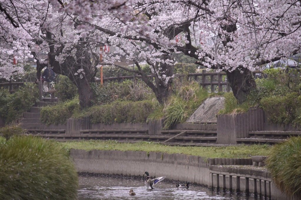 鴨と桜