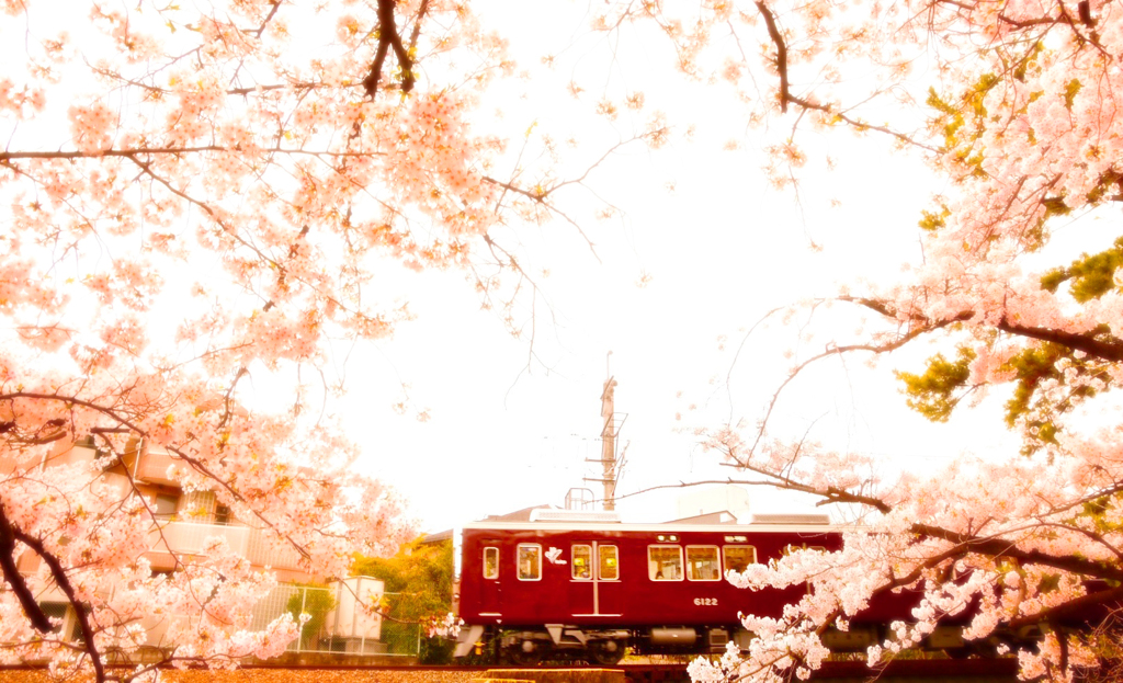 続・阪急電車と桜のトンネル