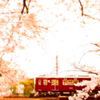 続・阪急電車と桜のトンネル