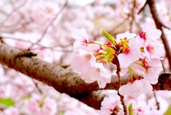 純桜色