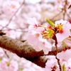 純桜色