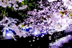流桜