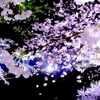 流桜