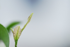 _DSC0087
