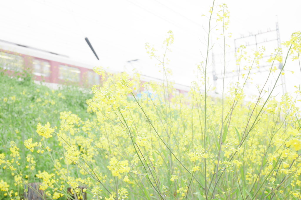 菜の花