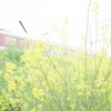 菜の花