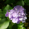 紫陽花