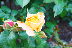 薔薇