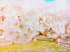 桜