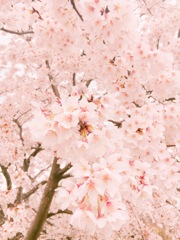 桜色の空