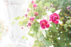 降る花