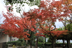 グラバー園の紅葉