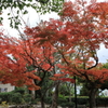 グラバー園の紅葉