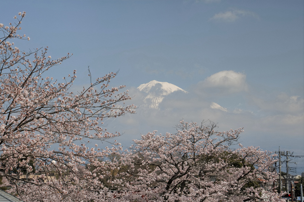 富士山本宮浅間大社の桜①