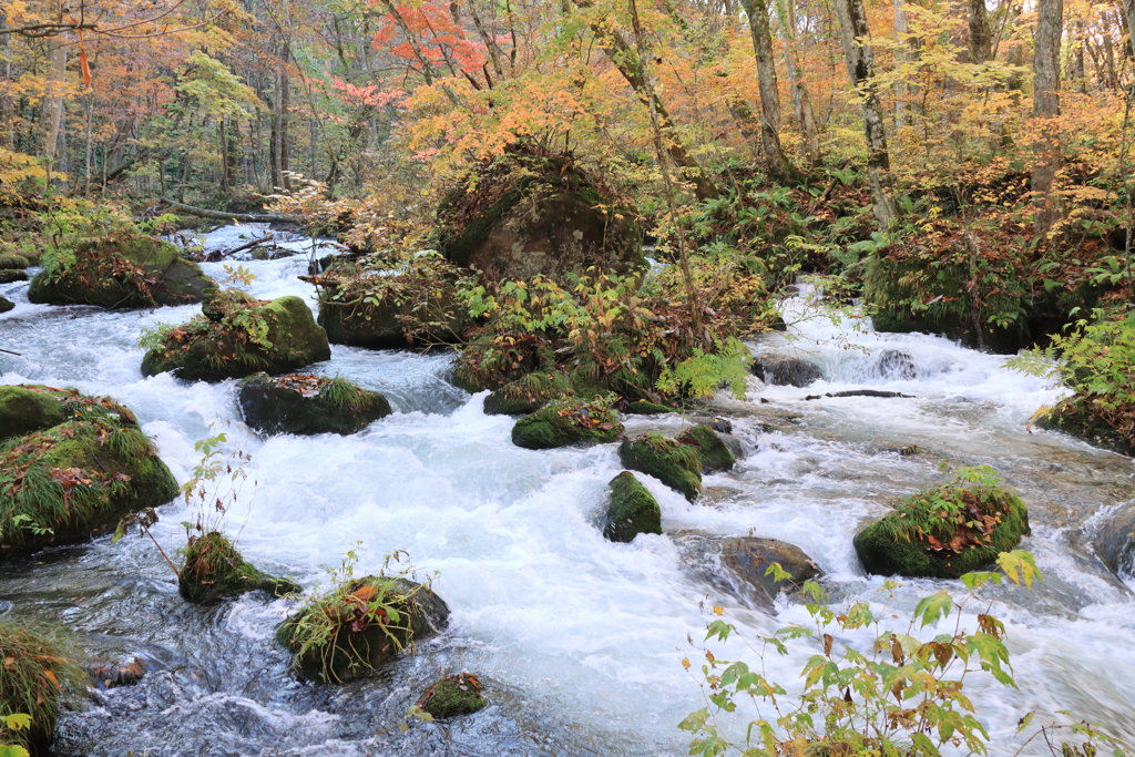 奥入瀬渓流