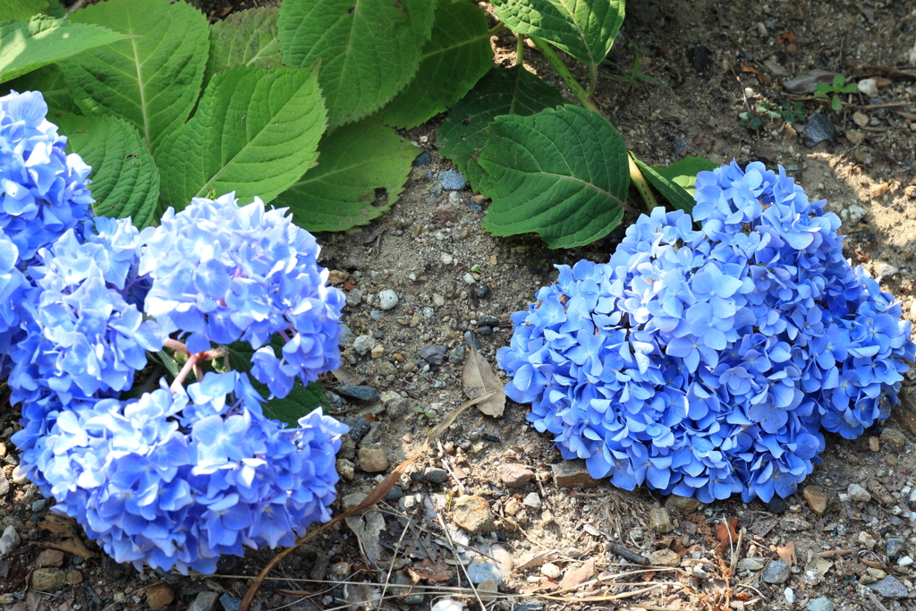 三ヶ根山スカイラインお疲れ気味のあじさい