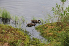 御射鹿池のカモ？