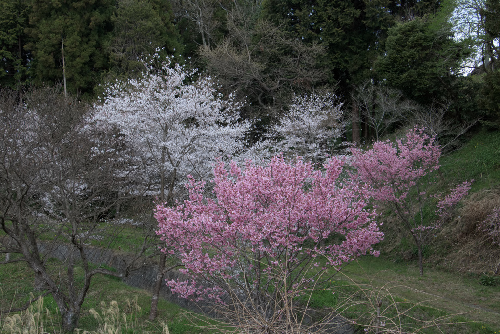 道端に咲いていた紅白の桜