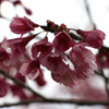 道端に咲いていた　山桜
