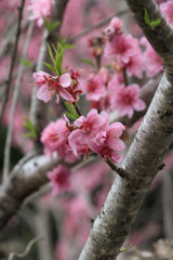 道端に咲いていた桜①