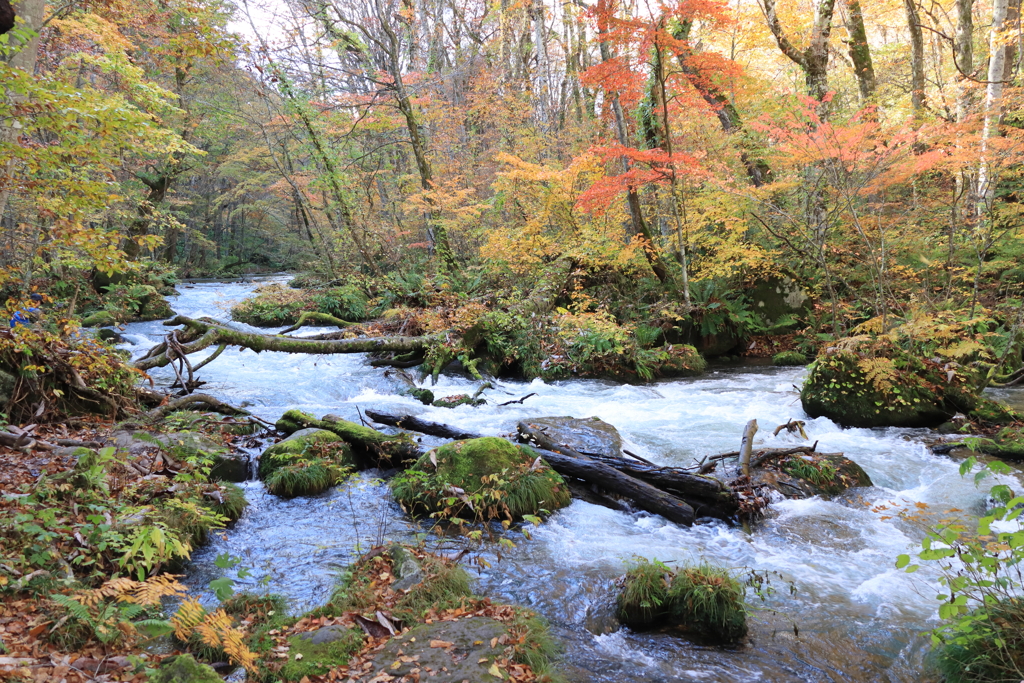 奥入瀬渓流①