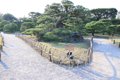 栗林公園鶴亀松