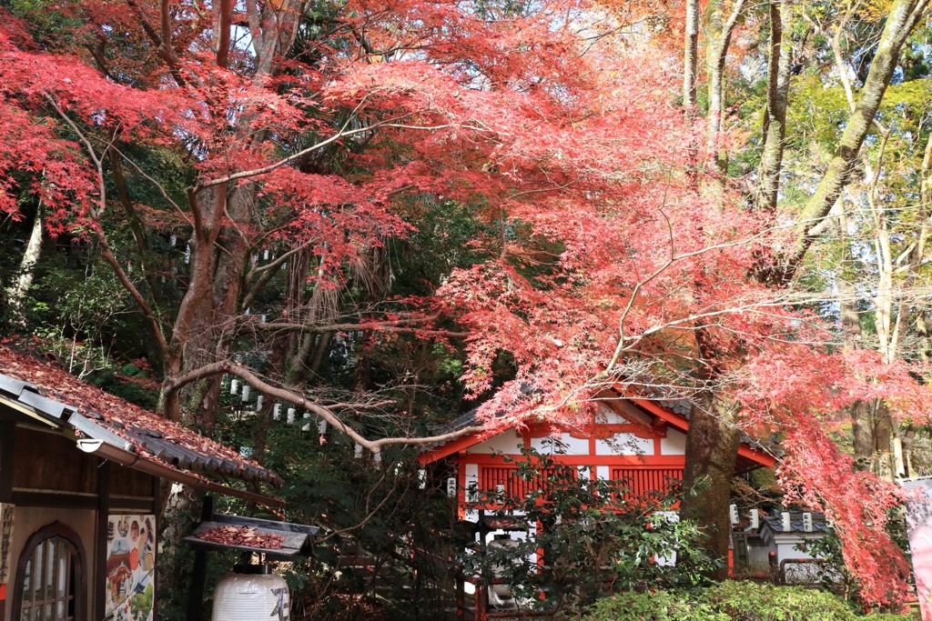 紅葉①