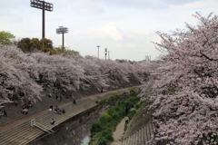 2016山崎川の桜