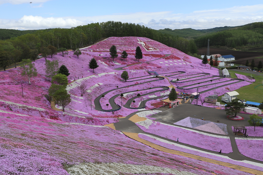 東藻琴芝桜公園①