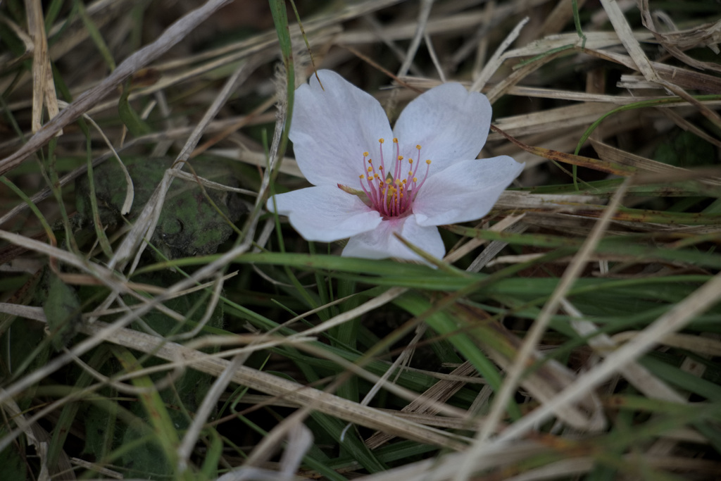 落花