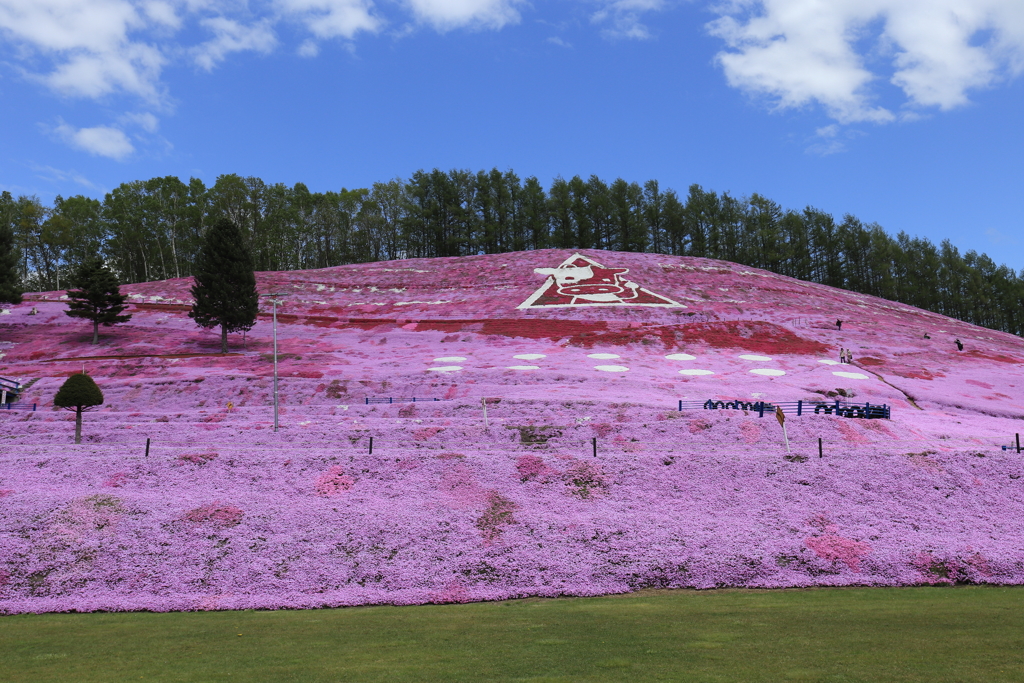 東藻琴芝桜公園