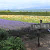 ファーム富田
