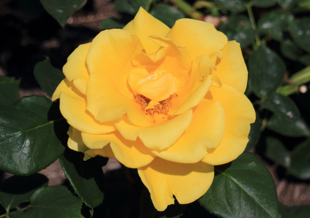 本物の花3