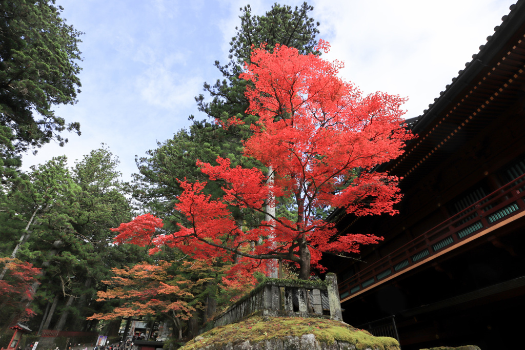 日光東照宮の紅葉