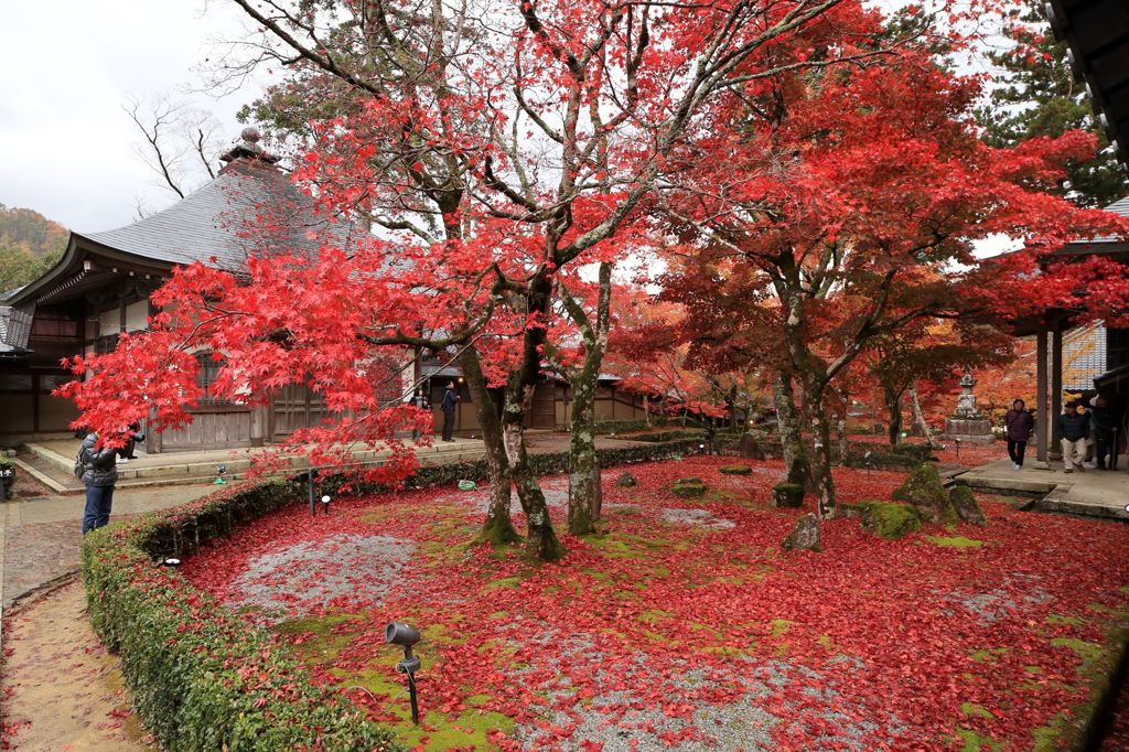紅葉③