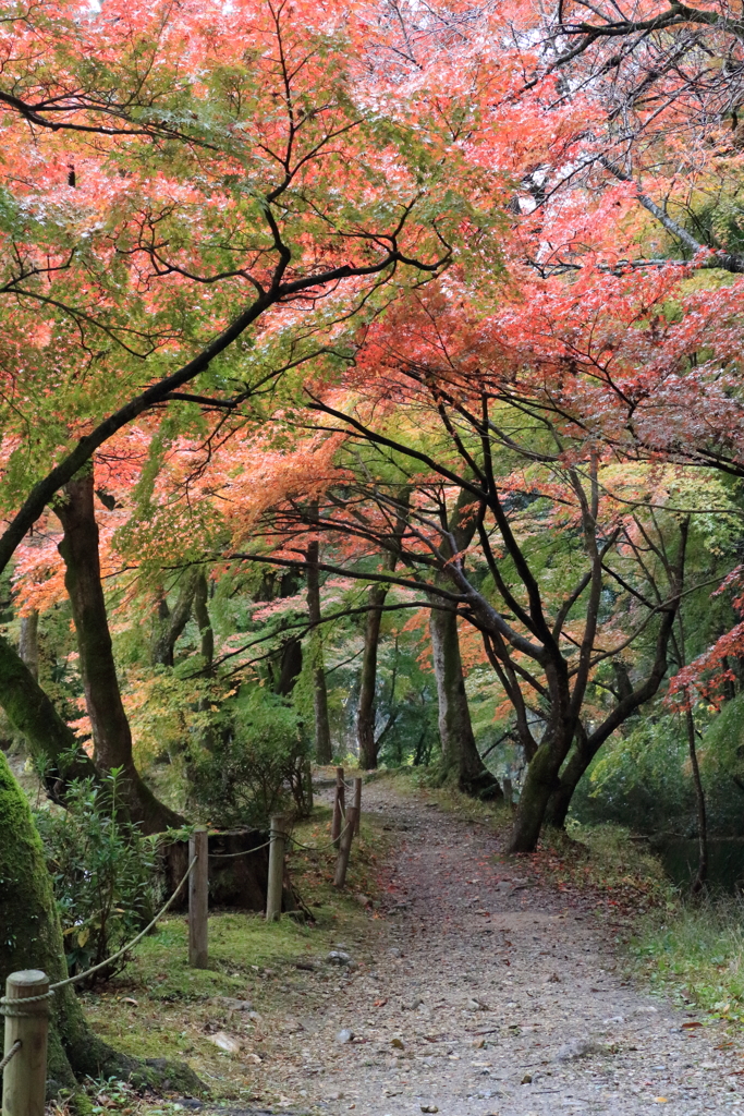 永保寺庭園③