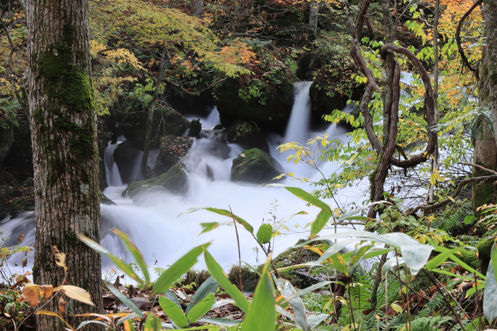 奥入瀬渓流③