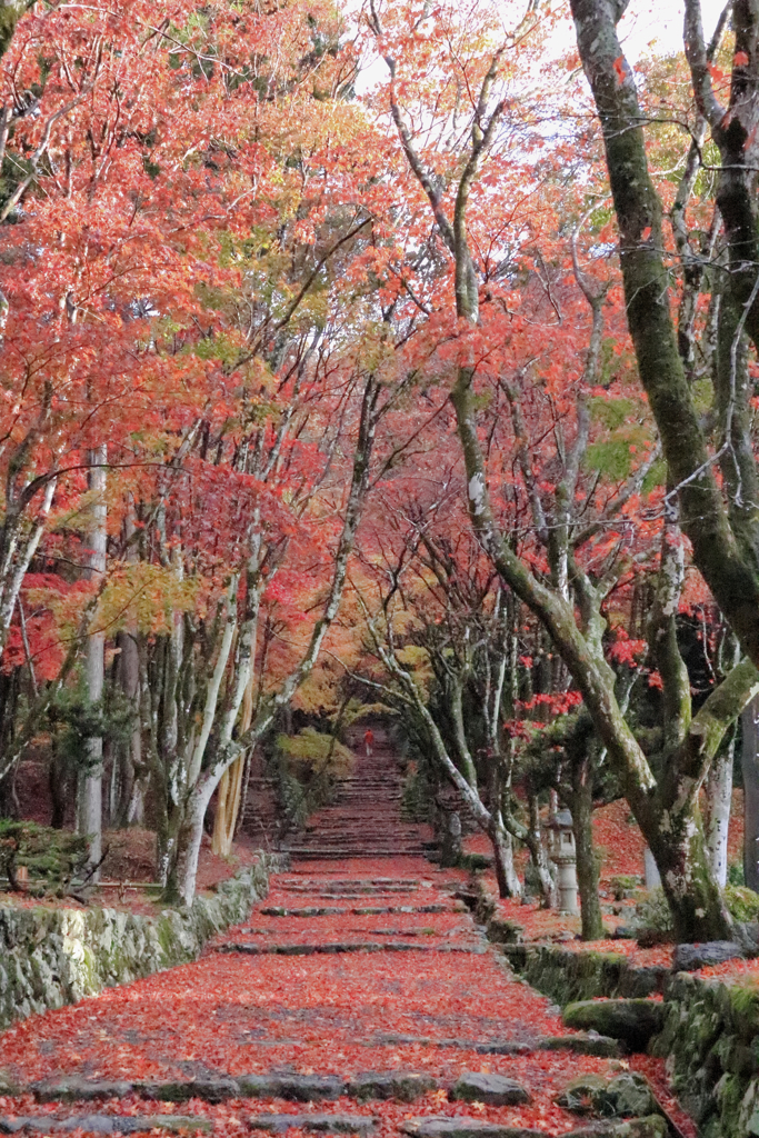 紅葉②