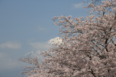 一年前の桜