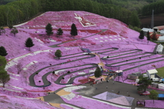 東藻琴芝桜公園②