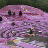 東藻琴芝桜公園②