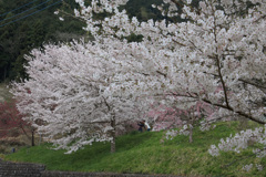 桜の木の下で