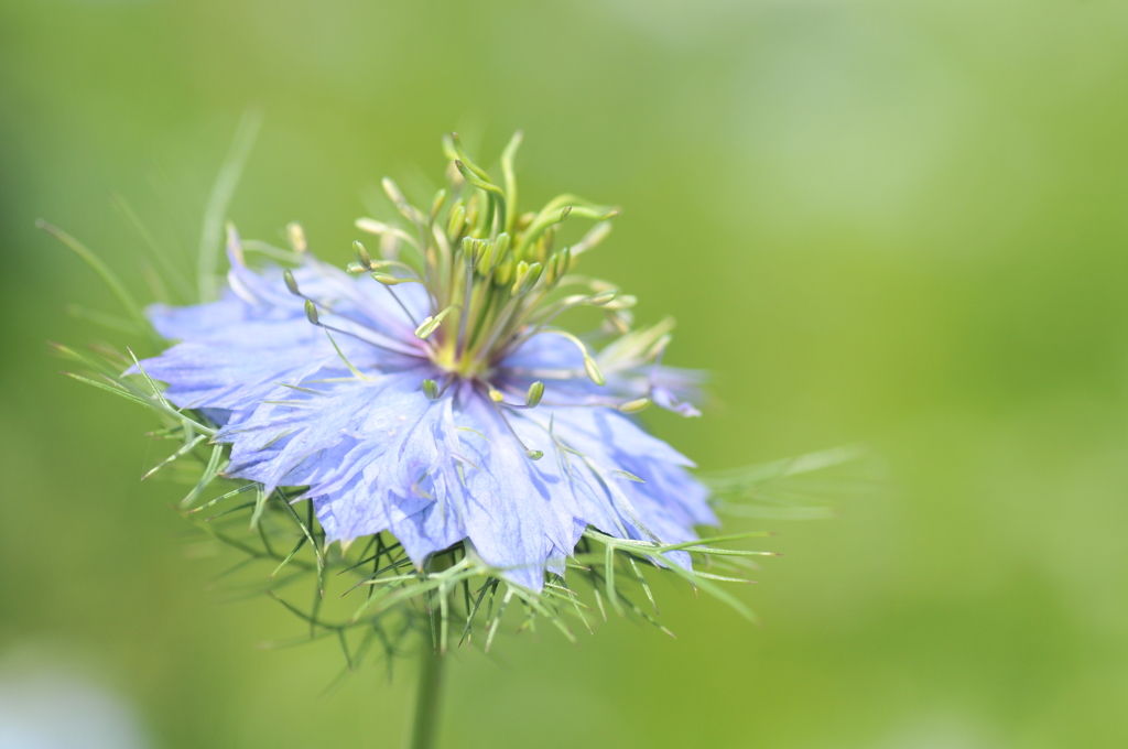 花の傘