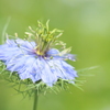 花の傘
