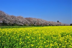 春の園