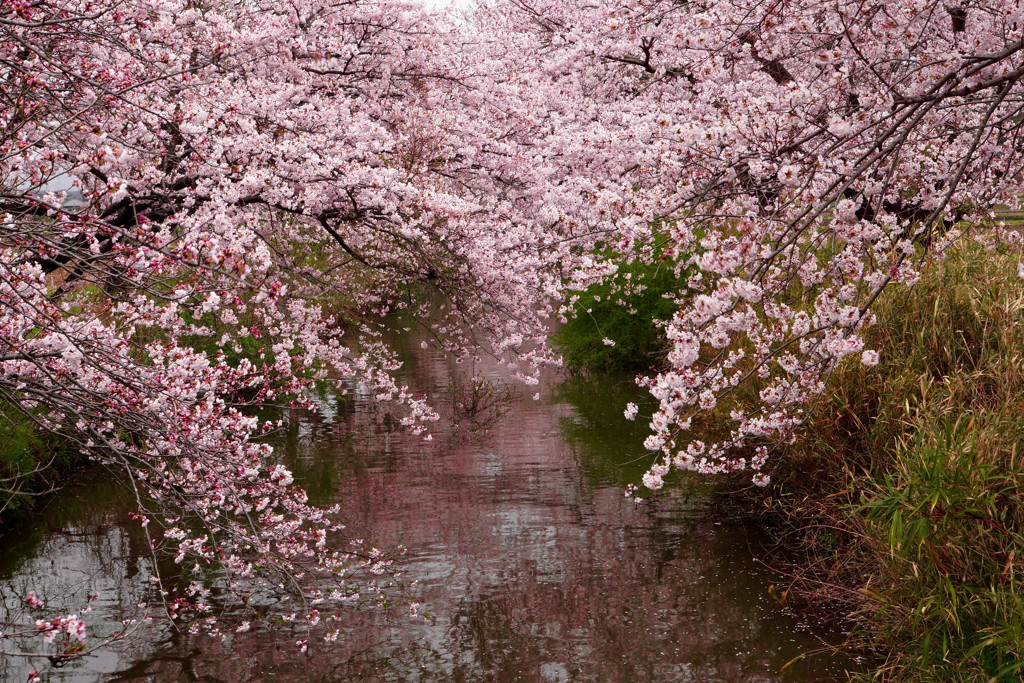 桜花爛漫