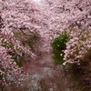 桜花爛漫