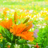 高原花園
