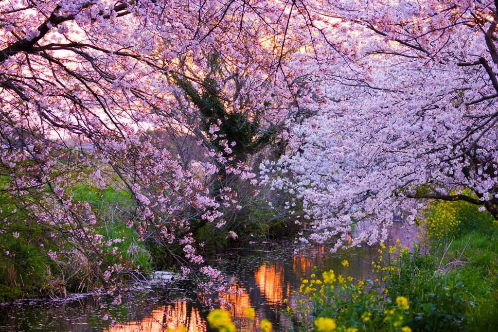 春の小川